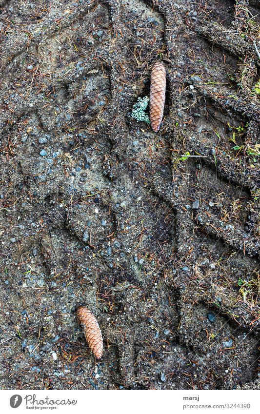 Letztens beim Spaziergang Herbst Eis Frost Fichtenzapfen Erde Flechten dunkel authentisch eckig einzigartig kalt Traurigkeit Unlust Enttäuschung Einsamkeit