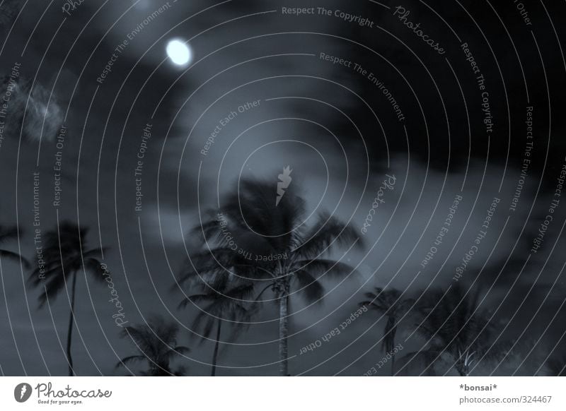 sturm Palmen nachts Mond Mondschein windig stürmisch Wolken schemenhaft dunkel Himmel Vollmond Nachthimmel Natur leuchten Landschaft Außenaufnahme Menschenleer