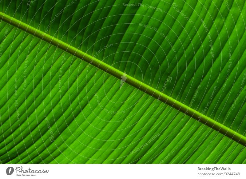 Nahaufnahme der Hintergrundtextur der grünen Palmblattadern Natur Pflanze Baum Blatt Grünpflanze exotisch frisch hell Farbe Venen Konsistenz extrem farbenfroh