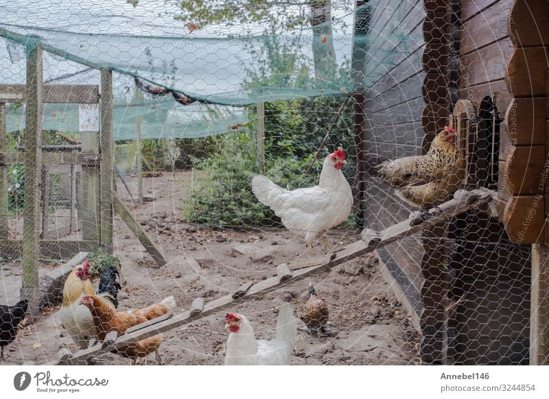 Hühnerstall im Hinterhof in Wohngegend Haus Frau Erwachsene Natur Landschaft Tier Dorf Vogel Holz alt frei natürlich braun rot weiß Hähnchen Ackerbau heimisch