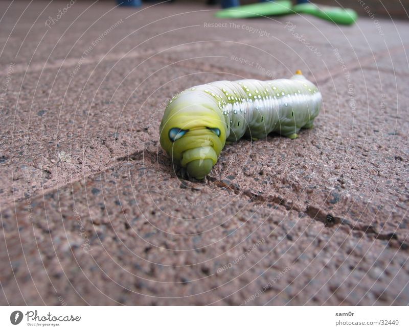 Raupe grün Mangel exotisch Makroaufnahme selten Detailaufnahme