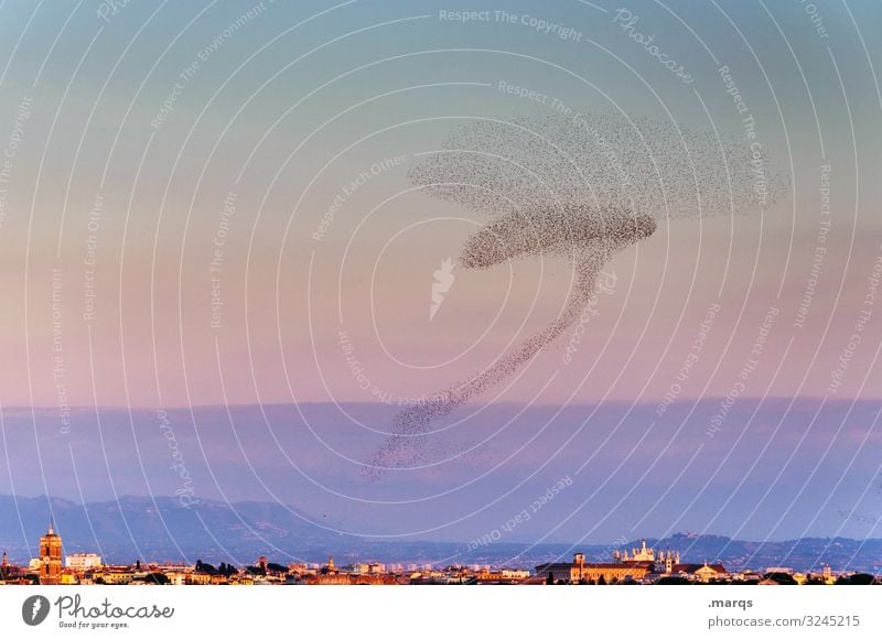 Römischer Schwarm Natur Pflanze Tier Himmel Horizont Sommer Herbst Schönes Wetter Stadt Star fliegen außergewöhnlich viele Klima Kommunizieren Ordnung planen