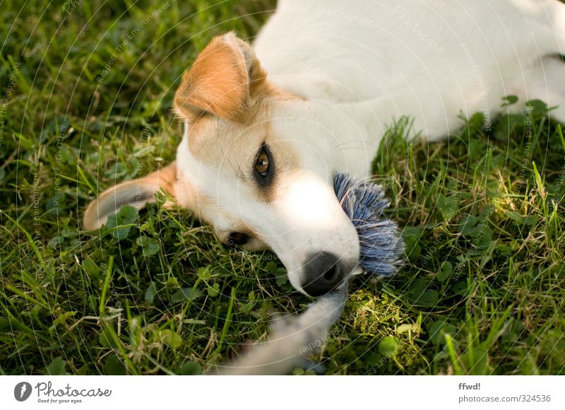 Camilla Freizeit & Hobby Spielen Garten Natur Gras Wiese Tier Haustier Hund Tiergesicht 1 Erholung liegen grün weiß Zufriedenheit Lebensfreude Geborgenheit