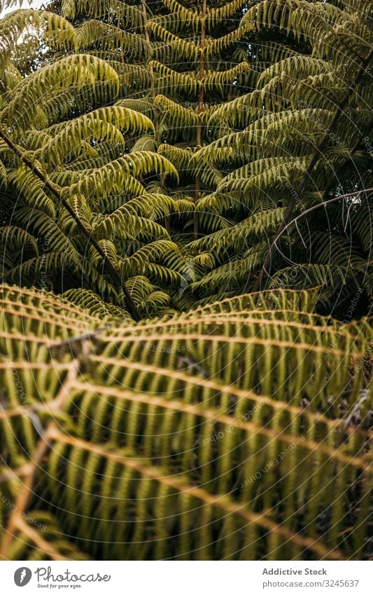 Grüner exotischer Wedel im Wald frond Wurmfarn Natur Fiedelköpfe Mädchenhaar Blatt Laubwerk üppig (Wuchs) Pflanze Arten tropisch Botanik frisch wachsend