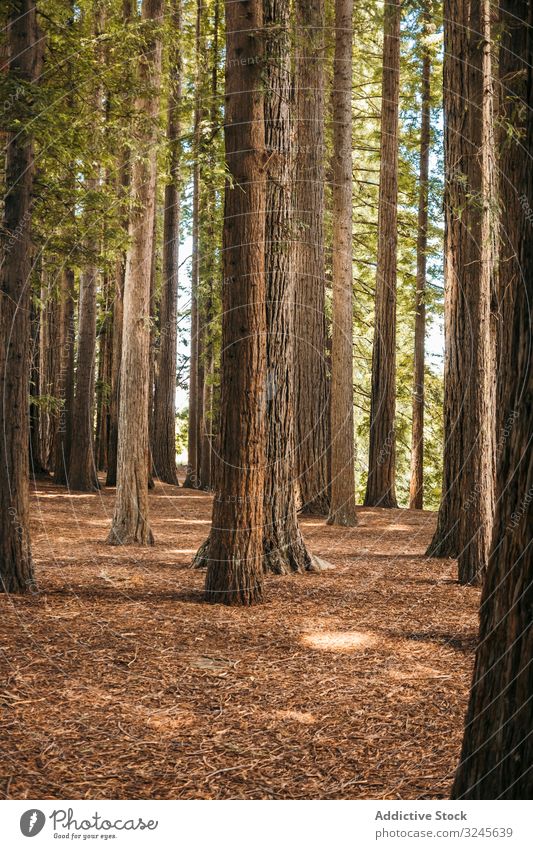 Nadelbäume im neuseeländischen Wald Bäume Kiefern nadelhaltig Natur Landschaft grün Wildnis Pflanze Umwelt Laubwerk Waldgebiet Tourismus Saison malerisch schön