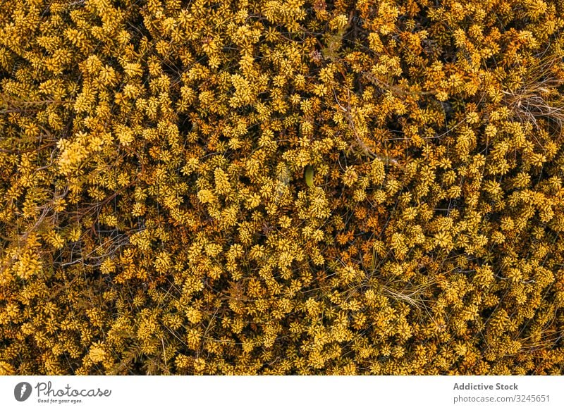 Exotisches Berggras aus Neuseeland Pflanzen Vegetation Flora Gras orange exotisch Natur Ökologie Wachstum Botanik Grün Landschaft Blatt Laubwerk