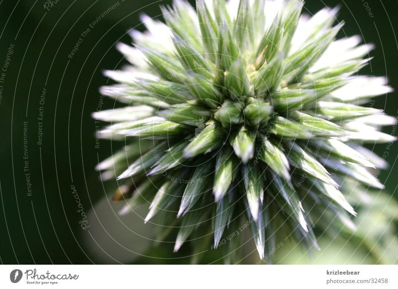 morgenstern Pflanze Blume nah Spitze stachelig blau Stern (Symbol) Stachel Farbfoto Außenaufnahme Nahaufnahme Detailaufnahme Makroaufnahme abstrakt