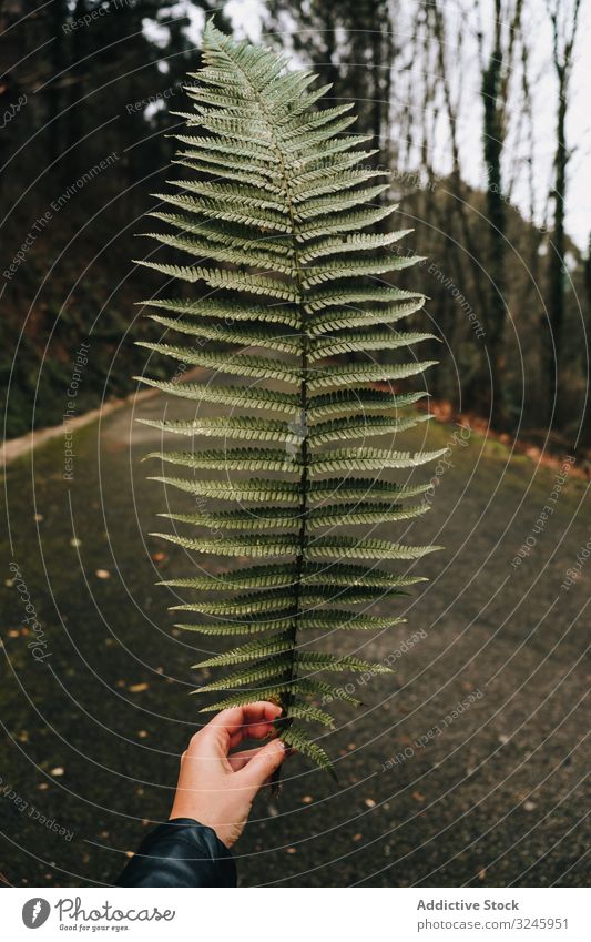 Grünfarnwedel gegen leere Strasse und düstere Wälder Wurmfarn Straße Wald Blatt grün trist frisch geblümt Natur frond Laubwerk mehrjährig Pflanze Umwelt Person