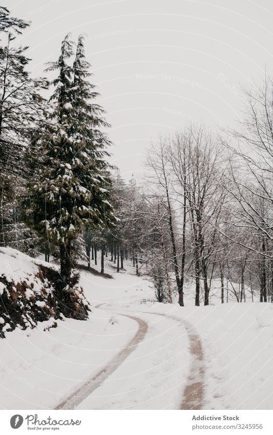 Winterwald mit verschneiten Bäumen Schnee Baum Wald laublos gefroren Frost Wälder ruhig gebogen Lehnen Norwegen Natur stumm Landschaft leer minimalistisch