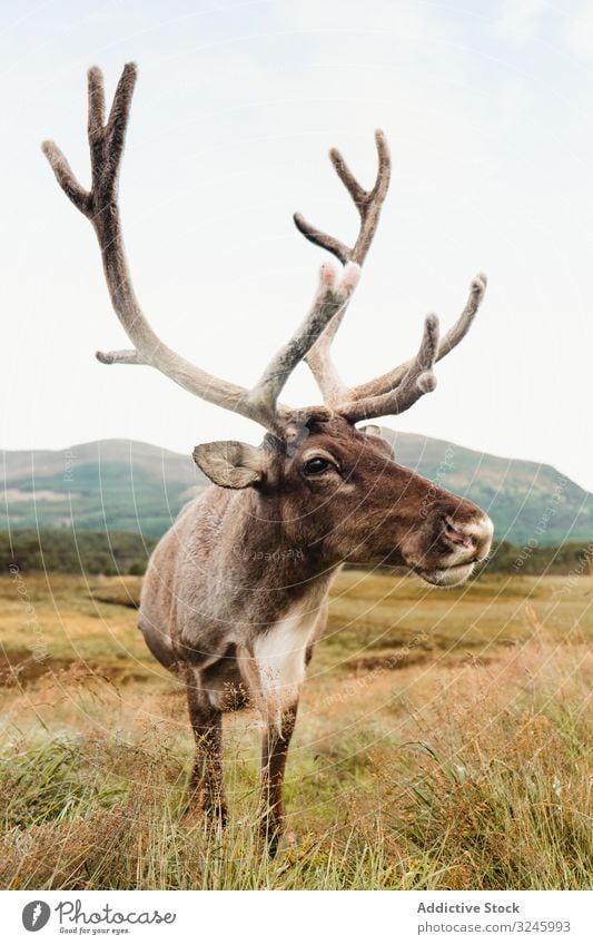 Schöner Hirsch auf schottischer Weide Hirsche Feld Schottland Hochland Berge u. Gebirge Hügel Wiese Gras wolkig Landschaft Schottisch Highlands Sommer Himmel