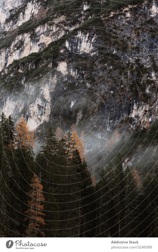 Große Berge in der Nähe von Kiefernwald bei bewölktem Wetter Wald Himmel bedeckt wolkig Natur Landschaft reisen Saison ländlich Baum schön Felsen Hügel Freiheit