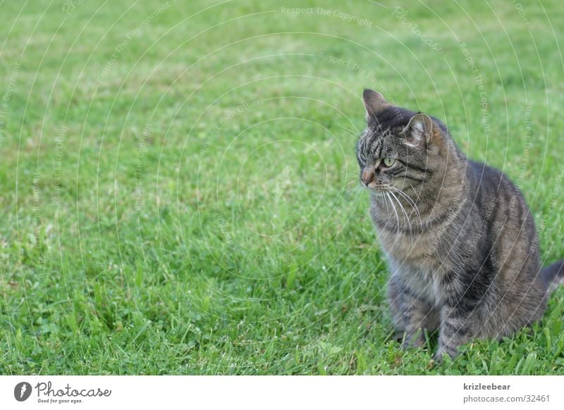 kaatze Katze Wiese grün kuschlig weich Fell Quaste