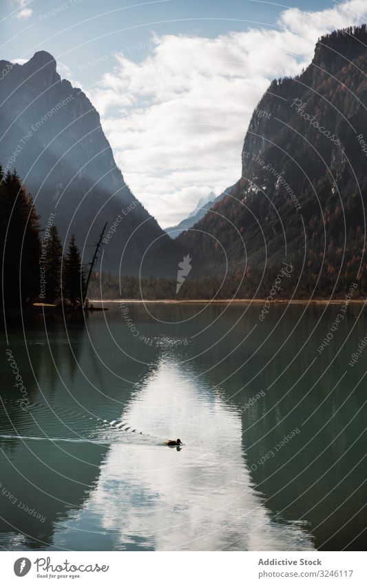 Schwarze Ente auf einem See in den Bergen Vogel Berge u. Gebirge Tal Dolomiten Wasser gefiedert schwarz einsam Italien Hügel tirol Teich Europa Tierwelt Wald