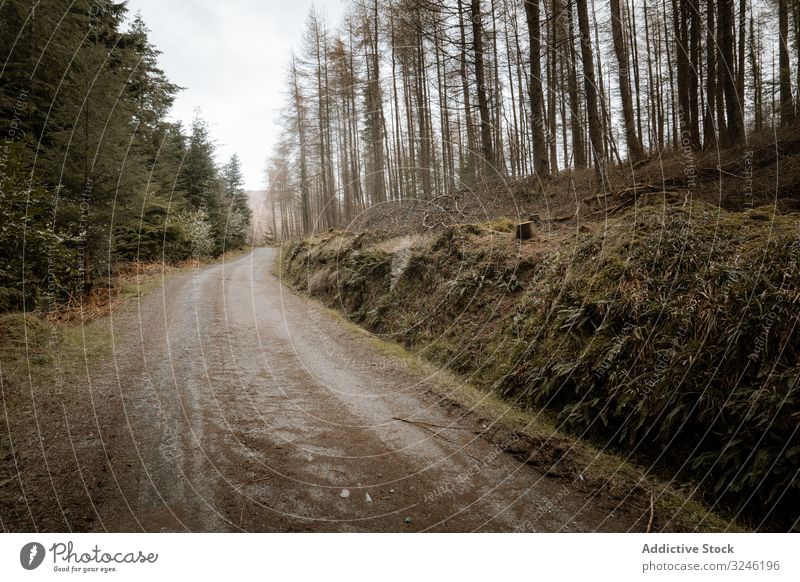 Pfad im Frühlingswaldpark Wald Fußweg Park Nachlauf Baum Republik Irland Natur laublos Weg Rüssel leer Mysterium Landschaft mautmehr Einsamkeit bryansford