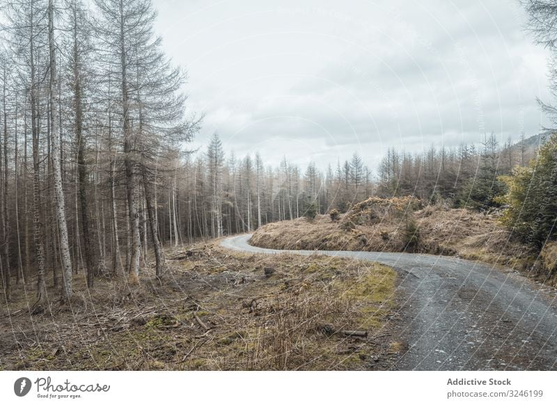 Pfad im Frühlingswaldpark Wald Fußweg Park Nachlauf Baum Republik Irland Natur laublos Weg Rüssel leer Mysterium Landschaft mautmehr Einsamkeit bryansford