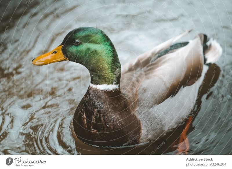 Im Flusswasser schwimmende Stockente Ente Wasser See Wald Teich Republik Irland mautmehr wild Vogel bryansford newcastle kräuselt Wasservögel Natur grün schön