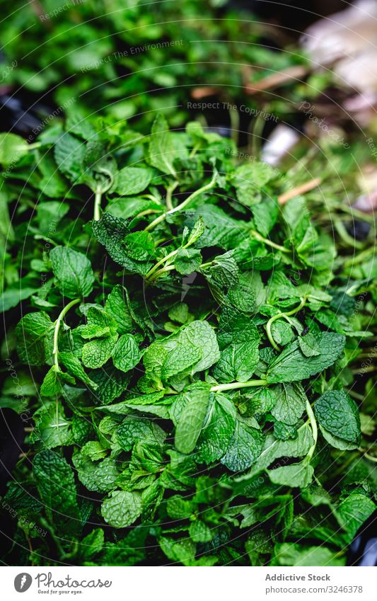 Straßenmarkt des Sortiments an frischem Obst und Gemüse Minze Lebensmittel Markt Frucht organisch gesunde Ernährung farbenfroh grün Verkaufswagen natürlich