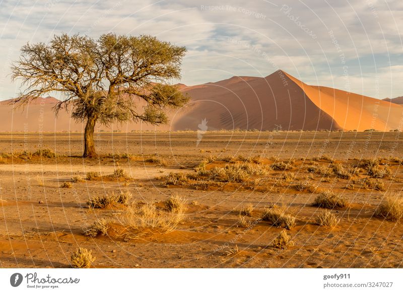 Die Namib Wüste Ferien & Urlaub & Reisen Ausflug Abenteuer Ferne Freiheit Safari Expedition Umwelt Natur Landschaft Urelemente Erde Sand Himmel Wolken Horizont