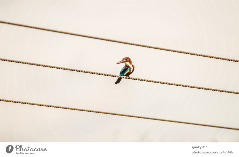 Eisvogel Ausflug Abenteuer Ferne Freiheit Safari Expedition Umwelt Natur Himmel Wolken Horizont Tier Wildtier Vogel Tiergesicht Flügel Eisvögel 1 beobachten