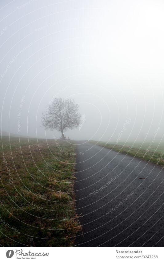 Nur im Jetzt wird man klar sehen können Ausflug Natur Landschaft Himmel Wolken Herbst Winter Wetter schlechtes Wetter Nebel Regen Baum Gras Wiese Feld Straße