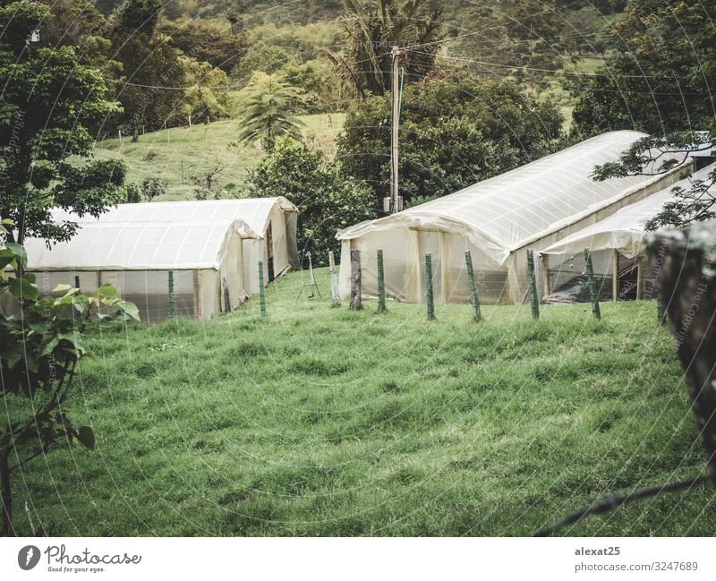 Gewächshaus auf dem Feld Gemüse Haus Gartenarbeit Industrie Technik & Technologie Kultur Natur Pflanze Wachstum frisch grün landwirtschaftlich Ackerbau