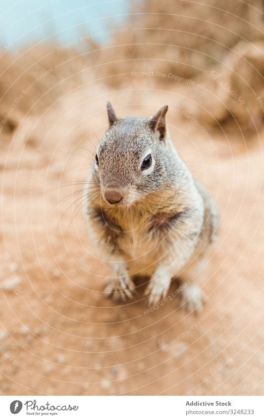 Flauschige niedliche Erdhörnchen an der trockenen Meeresküste in Big Sur , Kalifornien Tier Taschenratte Meeresufer Wasser Natur Ufer Lebensraum reisen