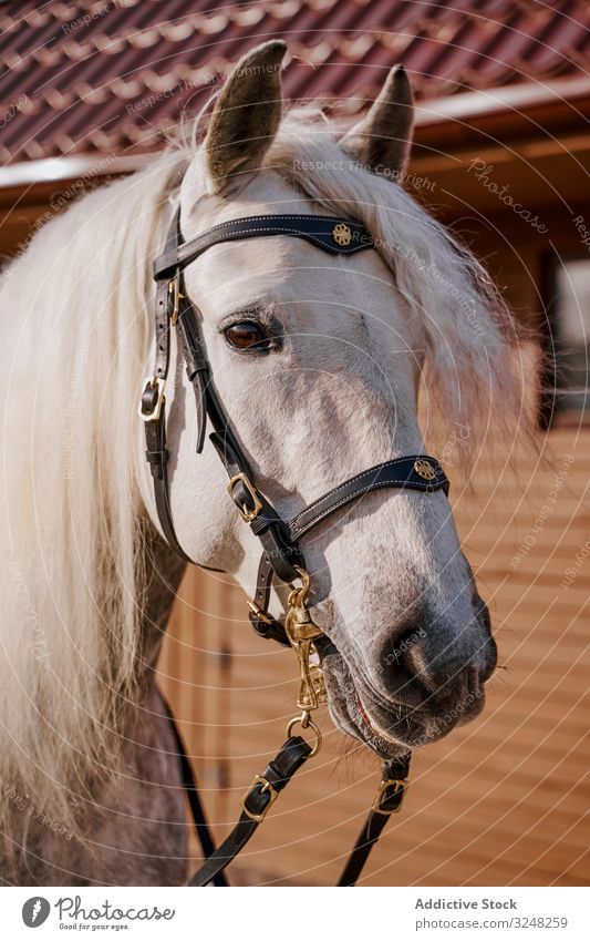 Weißes Pferd in Trense hinter Holzzaun Haustier Hengst Tier Pflege Natur Säugetier Zaumzeug Bauernhof Sattel Pferderücken Weide Feld grau Landschaft hippodrome