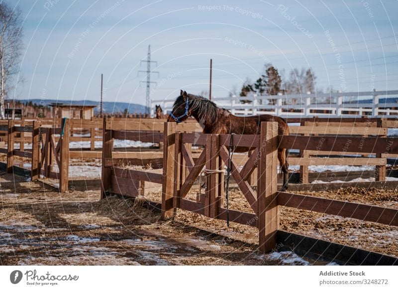 Braunes Pferd in Trense hinter Holzzaun Haustier Hengst Tier Pflege Natur Säugetier Zaumzeug Bauernhof Sattel Pferderücken Weide Feld braun Landschaft