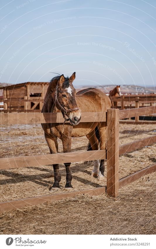 Braunes Pferd in Trense hinter Holzzaun Haustier Hengst Tier Pflege Natur Säugetier Zaumzeug Bauernhof Sattel Pferderücken Weide Feld braun Landschaft