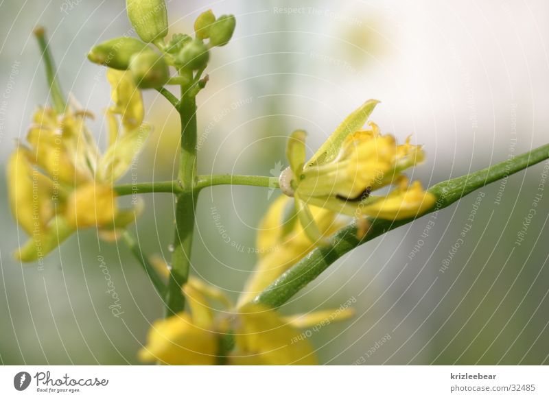 wo ist die made? Pflanze gelb grün Blume Makroaufnahme Detailaufnahme