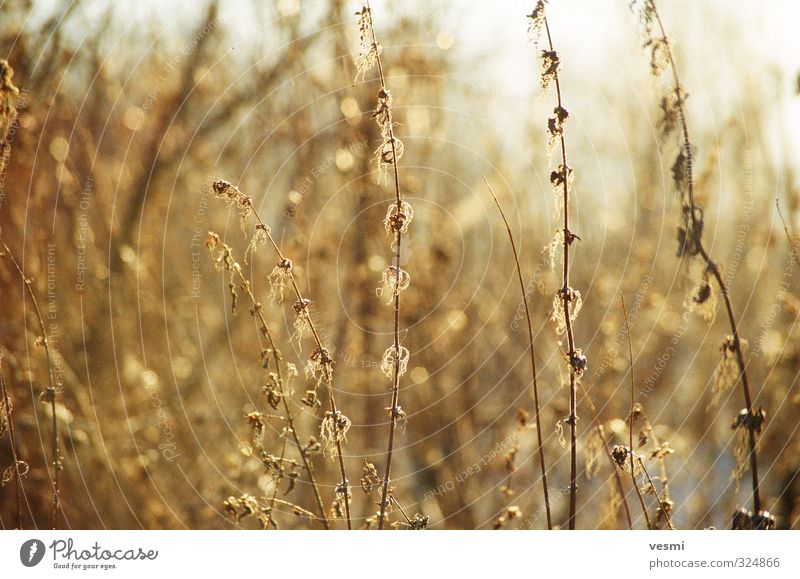 Sonniges Gras Sonne Natur Pflanze Sonnenlicht Winter Grünpflanze Wildpflanze Wiese leuchten frisch hell dünn trocken gelb gold orange Farbe welkend trocknen