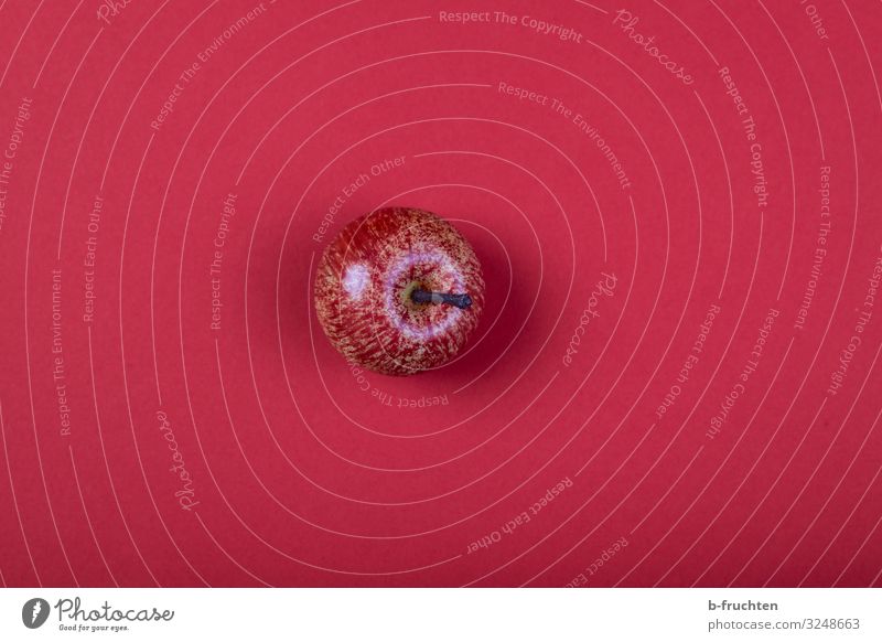 kleiner Apfel - Dekoration Feste & Feiern Weihnachten & Advent Dekoration & Verzierung wählen Freundlichkeit Fröhlichkeit rot Idee Inspiration einzeln 1 ruhig