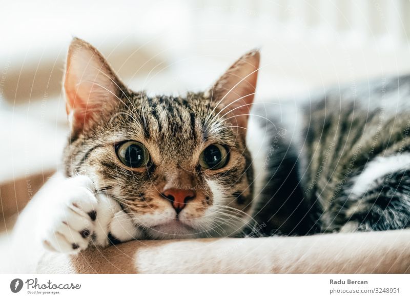 Süßes Katzenporträt zu Hause Auge gestreift seltsam Glück Bartansatz Kurzhaar Ausdruck Nahaufnahme lieblich Kopf Blick Miau Schnurrhaar Gesundheit Freude