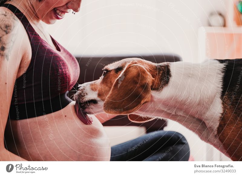 junge schwangere Frau, die zu Hause Yoga-Sport betreibt. süßer Beagle-Hund neben dem Lecken des Bauches heimwärts Gesundheit Lifestyle Jugendliche Kaukasier