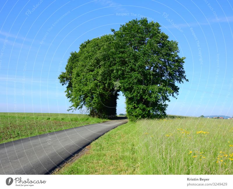 Straße ins Glück Freizeit & Hobby Ausflug Joggen wandern Natur Landschaft Himmel Sommer Schönes Wetter Baum Gras Wiese Zeichen Blühend entdecken Erholung