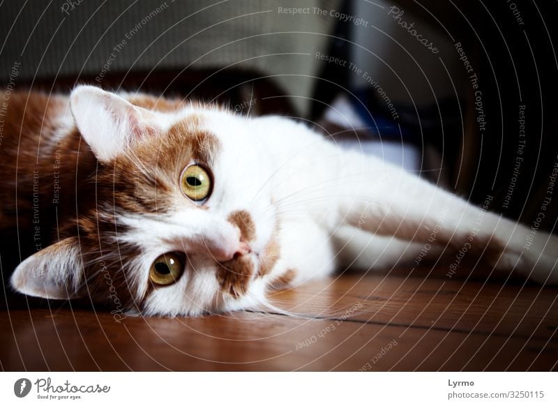 Kateraugen Tier Haustier Katze 1 Kommunizieren liegen Blick authentisch elegant frei Freundlichkeit glänzend groß schön kuschlig natürlich rebellisch weich grün