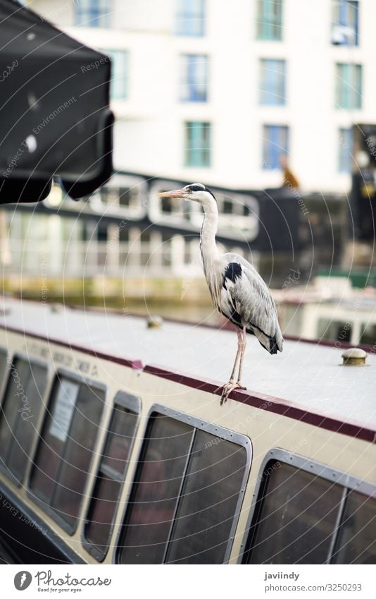 Reiher oder ardea cinerea in Klein-Venedig, Camden Town, London, UK Ferien & Urlaub & Reisen Tourismus Sightseeing Tier Herbst Fluss Stadt Brücke Wasserfahrzeug