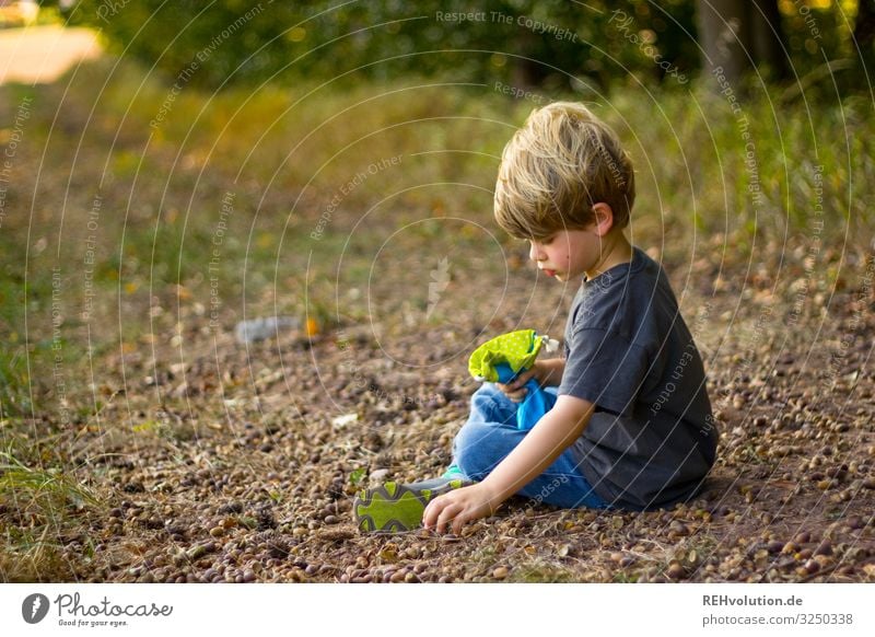 Kind sammelt Eicheln im herbst Herbst Wald Farbfoto Außenaufnahme sammeln sitzen grün herbstlich Natur Konzentration Spielen Kindheit Schönes Wetter Junge