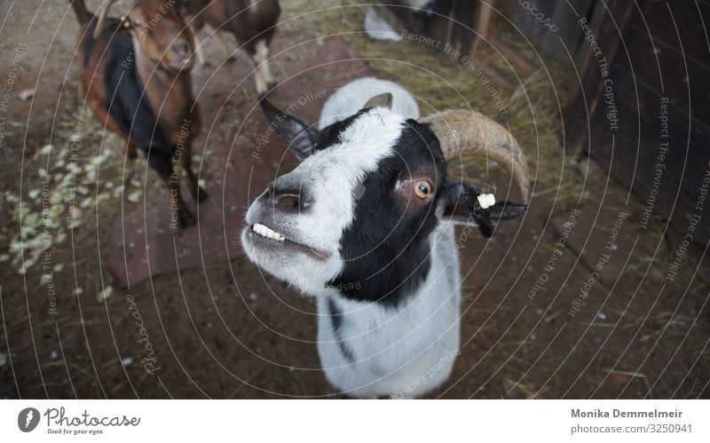 Ziege Ausflug Natur Feld Tier Tiergesicht Fährte Streichelzoo Ziegenherde Herde füttern gefräßig Tiere Tierheim Ehrenamt Helfen Fotografie lustig Meckerziege