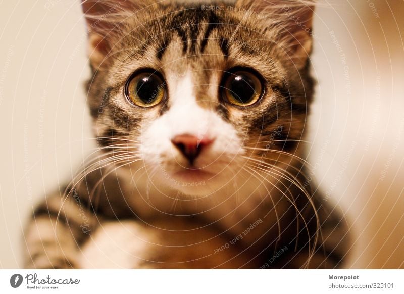 Liebe in den Augen Tier Haustier Katze Tiergesicht 1 Tierjunges genießen Blick natürlich niedlich braun gelb schwarz weiß Gefühle Farbfoto Innenaufnahme