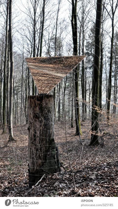 Spiegel im Wald Umwelt Natur Herbst Baum Blatt Baumstumpf Moos festhalten ästhetisch eckig einfach elegant kalt braun grau Wege & Pfade Ast faulig Dreieck