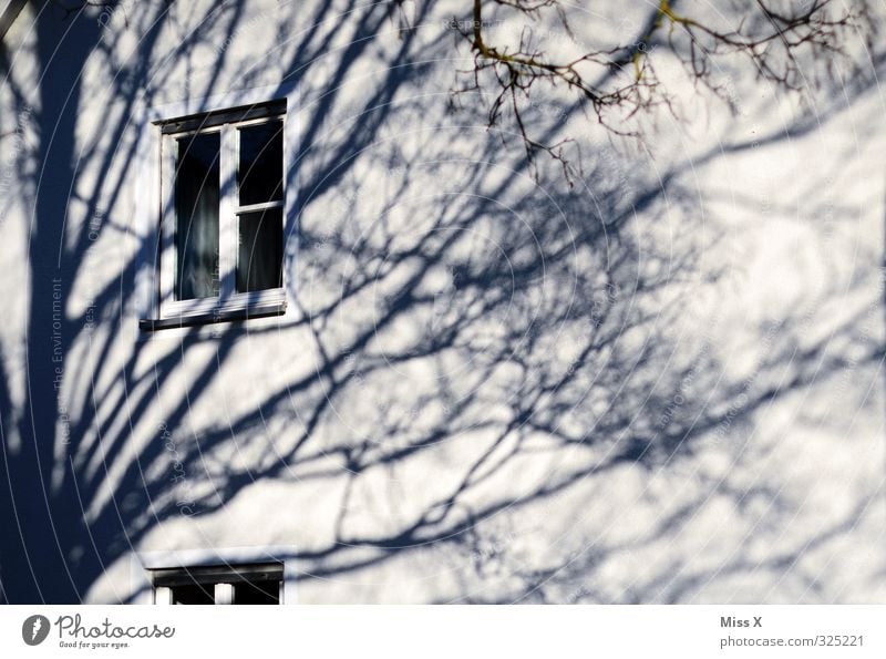 Fensterchen II Wohnung Baum Mauer Wand schwarz weiß Baumkrone Ast Zweig Schatten Schattenspiel Gedeckte Farben Außenaufnahme Licht