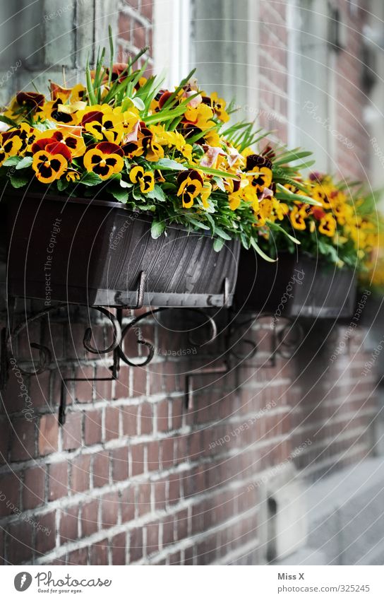 Stiefmütterchen Häusliches Leben Wohnung Dekoration & Verzierung Blume Blüte Topfpflanze Fassade Blühend gelb Blumenkasten Balkonpflanze Fensterbrett