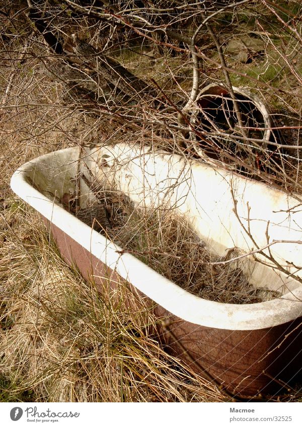 Badewanne Baum Umwelt Weide Müll obskur Natur Häusliches Leben alt Wasserstelle Pferdetränke