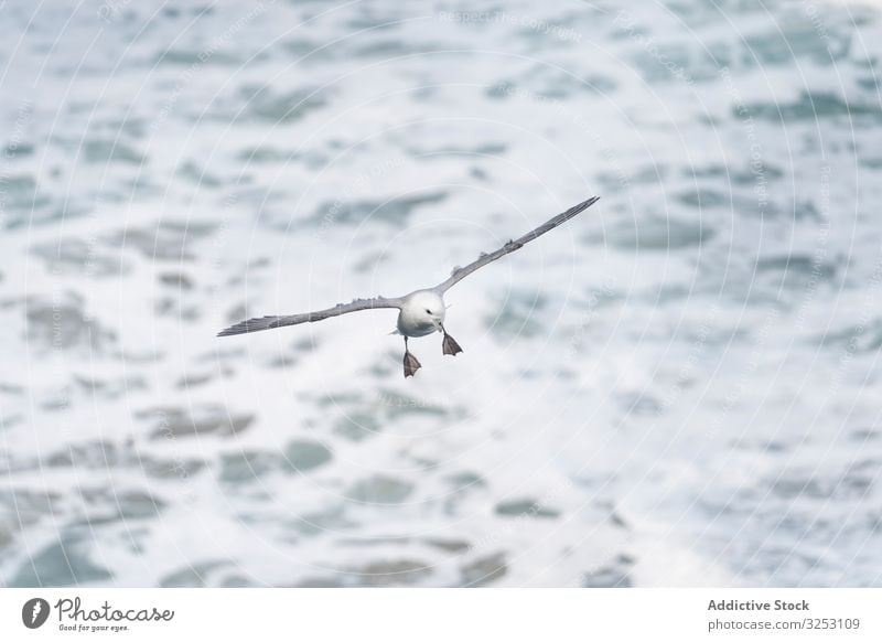 Vogel, der über der Wasseroberfläche fliegt Oberfläche fliegen wild winkend Schnabel Tier Tierwelt Feder Flug Freiheit Fauna Flügel nass Rippeln aqua liquide