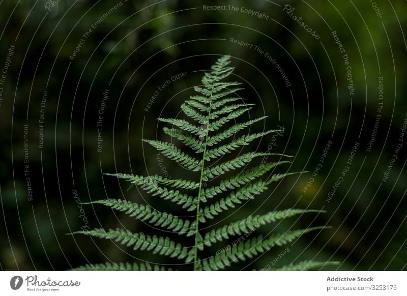 Grünes Blatt in verschwommenem Hintergrund Wurmfarn frisch grün Laubwerk pflanzlich Natur Pflanze Wald Garten Ast Zweig Kraut tropisch Design Botanik Flora