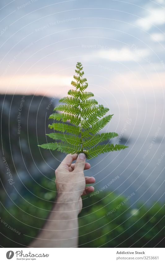 Person hält Farnblatt auf Sonnenuntergangs-Hintergrund Wurmfarn Blatt Adlerfarn frond grün Pflanze Natur Muster Landschaft Botanik Flora malerisch Vegetation