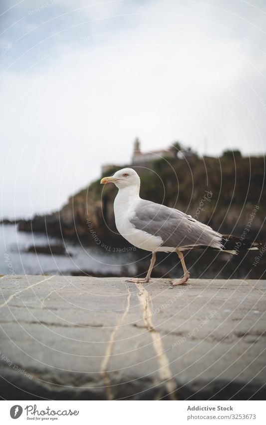 Möwe auf Stein im Hintergrund eines Hügels Natur MEER Wasser Küste Ufer malerisch Vogel Tier Tierwelt Saum Sommer Meereslandschaft Felsen Landschaft Spaziergang