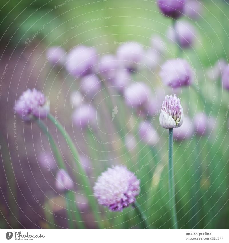 ...lauch auch. Umwelt Natur Pflanze Blüte Nutzpflanze Porree Schnittlauch Garten Blühend frisch natürlich grün violett zart Pastellton Farbfoto Außenaufnahme