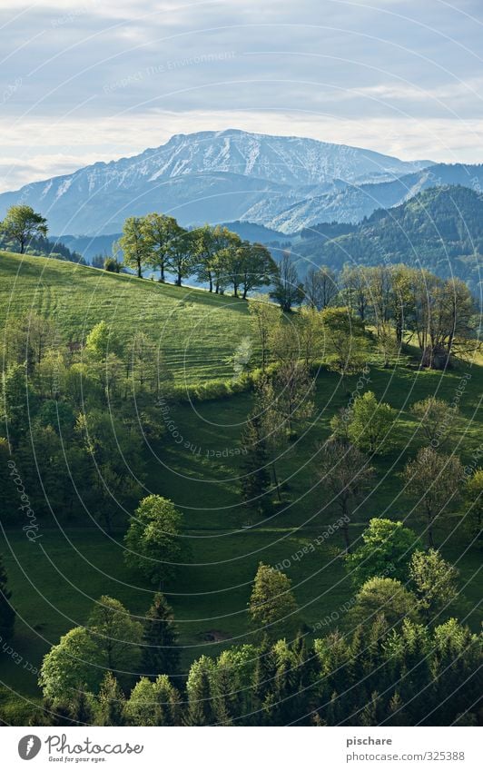 Der Ötscher Landschaft Baum Wiese Wald Hügel Berge u. Gebirge Gipfel Schneebedeckte Gipfel schön Natur Mostviertel Österreich Farbfoto Außenaufnahme Morgen Tag